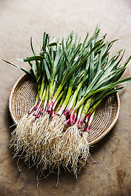 포토 JPG 주간 채소 식재료 바닥 사람없음 야외 소쿠리 경상남도 특산물 사천 풋마늘 국내포토 자연요소 마늘 바구니 경상도 파일형식