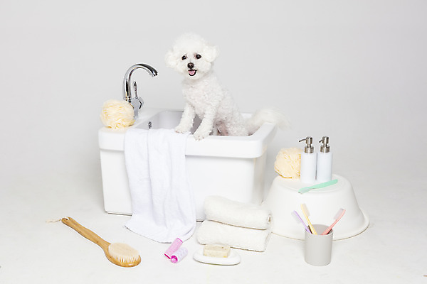 포토 JPG 스튜디오촬영 한마리 욕조 실내 사람없음 반려동물 위생용품 목욕 강아지 오브젝트 흰배경 반려 비숑프리제 국내포토 동물 1 생활용품 백그라운드 내부 청결 흰색 개 파일형식