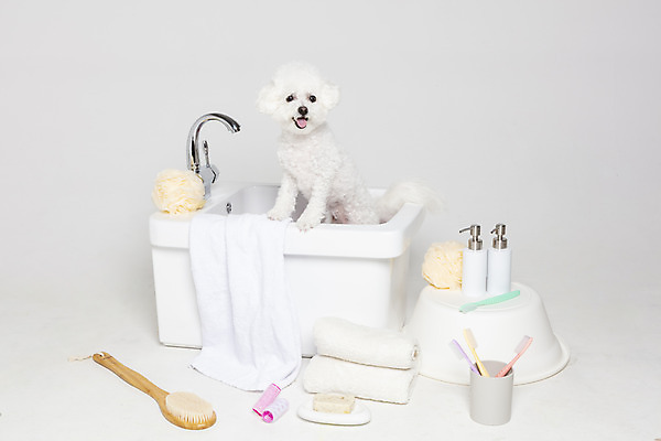 포토 JPG 스튜디오촬영 한마리 욕조 실내 사람없음 반려동물 위생용품 목욕 강아지 오브젝트 흰배경 반려 비숑프리제 국내포토 동물 1 생활용품 백그라운드 내부 청결 흰색 개 파일형식