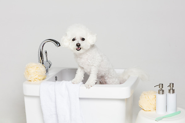포토 JPG 스튜디오촬영 한마리 욕조 실내 사람없음 반려동물 위생용품 목욕 강아지 오브젝트 흰배경 반려 비숑프리제 국내포토 동물 1 생활용품 백그라운드 내부 청결 흰색 개 파일형식