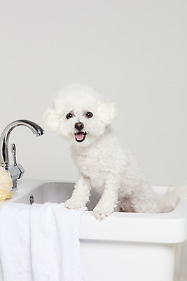 포토 JPG 스튜디오촬영 한마리 욕조 실내 사람없음 반려동물 위생용품 목욕 강아지 오브젝트 흰배경 반려 비숑프리제 국내포토 동물 1 생활용품 백그라운드 내부 청결 흰색 개 파일형식