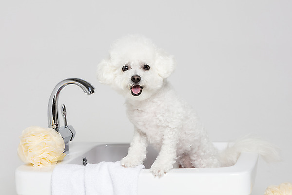 포토 JPG 스튜디오촬영 한마리 욕조 실내 사람없음 반려동물 위생용품 목욕 강아지 오브젝트 흰배경 반려 비숑프리제 국내포토 동물 1 생활용품 백그라운드 내부 청결 흰색 개 파일형식