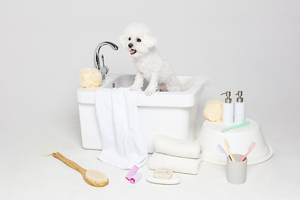 포토 JPG 스튜디오촬영 한마리 욕조 실내 사람없음 반려동물 위생용품 목욕 강아지 오브젝트 흰배경 반려 비숑프리제 국내포토 동물 1 생활용품 백그라운드 내부 청결 흰색 개 파일형식