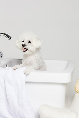 포토 JPG 스튜디오촬영 한마리 욕조 실내 사람없음 반려동물 위생용품 목욕 강아지 오브젝트 흰배경 반려 비숑프리제 국내포토 동물 1 생활용품 백그라운드 내부 청결 흰색 개 파일형식