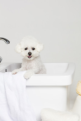 포토 JPG 스튜디오촬영 한마리 욕조 실내 사람없음 반려동물 위생용품 목욕 강아지 오브젝트 흰배경 반려 비숑프리제 국내포토 동물 1 생활용품 백그라운드 내부 청결 흰색 개 파일형식
