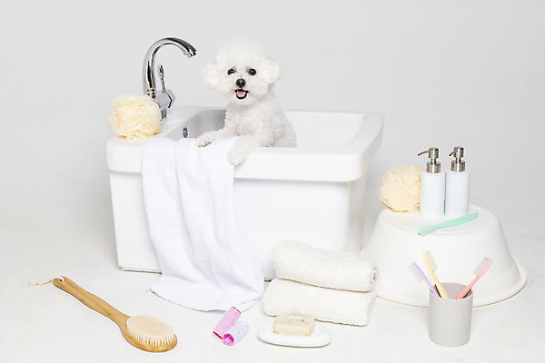 포토 JPG 스튜디오촬영 한마리 욕조 실내 사람없음 반려동물 위생용품 목욕 강아지 오브젝트 흰배경 반려 비숑프리제 국내포토 동물 1 생활용품 백그라운드 내부 청결 흰색 개 파일형식