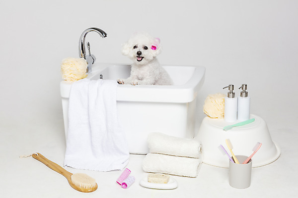 포토 JPG 스튜디오촬영 한마리 욕조 실내 사람없음 반려동물 위생용품 목욕 강아지 오브젝트 흰배경 반려 비숑프리제 국내포토 동물 1 생활용품 백그라운드 내부 청결 흰색 개 파일형식