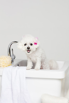 포토 JPG 스튜디오촬영 한마리 욕조 실내 사람없음 반려동물 위생용품 목욕 강아지 오브젝트 흰배경 반려 비숑프리제 국내포토 동물 1 생활용품 백그라운드 내부 청결 흰색 개 파일형식