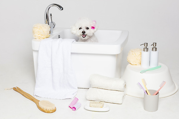 포토 JPG 스튜디오촬영 한마리 욕조 실내 사람없음 반려동물 위생용품 목욕 강아지 오브젝트 흰배경 반려 비숑프리제 국내포토 동물 1 생활용품 백그라운드 내부 청결 흰색 개 파일형식