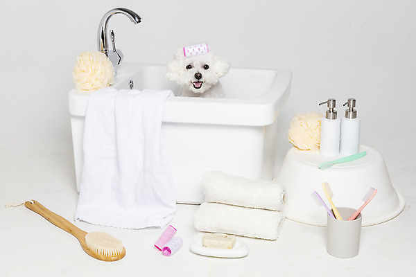 포토 JPG 스튜디오촬영 한마리 욕조 실내 사람없음 반려동물 위생용품 목욕 강아지 오브젝트 흰배경 반려 비숑프리제 국내포토 동물 1 생활용품 백그라운드 내부 청결 흰색 개 파일형식