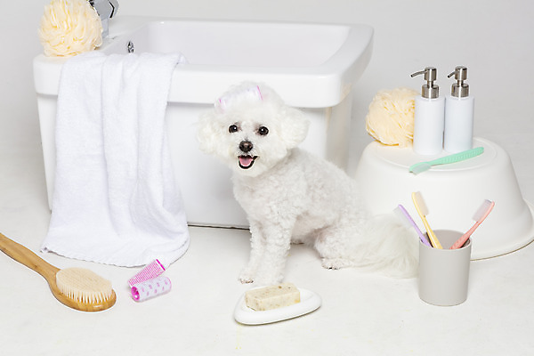포토 JPG 스튜디오촬영 한마리 욕조 실내 사람없음 반려동물 위생용품 목욕 강아지 오브젝트 흰배경 반려 비숑프리제 국내포토 동물 1 생활용품 백그라운드 내부 청결 흰색 개 파일형식