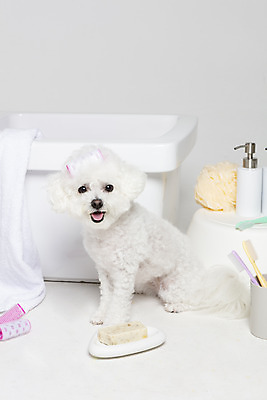 포토 JPG 스튜디오촬영 한마리 욕조 실내 사람없음 반려동물 위생용품 목욕 강아지 오브젝트 흰배경 반려 비숑프리제 국내포토 동물 1 생활용품 백그라운드 내부 청결 흰색 개 파일형식