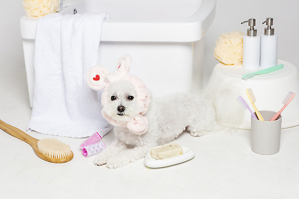 포토 JPG 스튜디오촬영 한마리 욕조 실내 사람없음 반려동물 위생용품 목욕 강아지 오브젝트 흰배경 반려 비숑프리제 국내포토 동물 1 생활용품 백그라운드 내부 청결 흰색 개 파일형식
