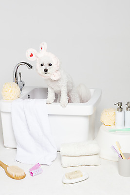 포토 JPG 스튜디오촬영 한마리 욕조 실내 사람없음 반려동물 위생용품 목욕 강아지 오브젝트 흰배경 반려 비숑프리제 국내포토 동물 1 생활용품 백그라운드 내부 청결 흰색 개 파일형식