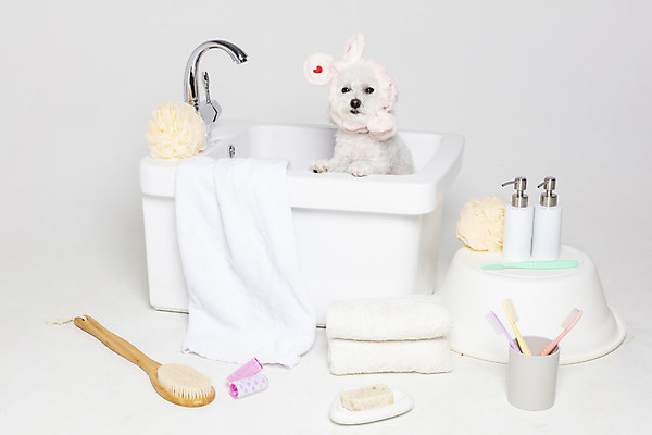 포토 JPG 스튜디오촬영 한마리 욕조 실내 사람없음 반려동물 위생용품 목욕 강아지 오브젝트 흰배경 반려 비숑프리제 국내포토 동물 1 생활용품 백그라운드 내부 청결 흰색 개 파일형식