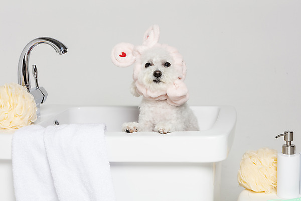 포토 JPG 스튜디오촬영 한마리 욕조 실내 사람없음 반려동물 위생용품 목욕 강아지 오브젝트 흰배경 반려 비숑프리제 국내포토 동물 1 생활용품 백그라운드 내부 청결 흰색 개 파일형식