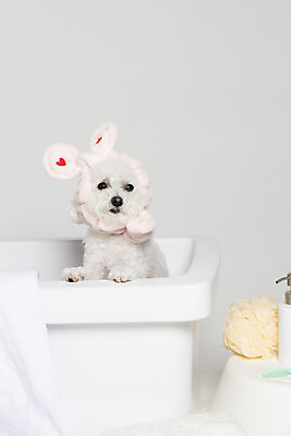 포토 JPG 스튜디오촬영 한마리 욕조 실내 사람없음 반려동물 위생용품 목욕 강아지 오브젝트 흰배경 반려 비숑프리제 국내포토 동물 1 생활용품 백그라운드 내부 청결 흰색 개 파일형식