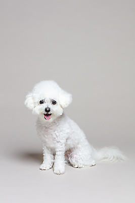 포토 JPG 스튜디오촬영 한마리 회색배경 실내 앉기 사람없음 반려동물 강아지 반려 비숑프리제 국내포토 동물 1 백그라운드 모션 내부 회색 개 파일형식