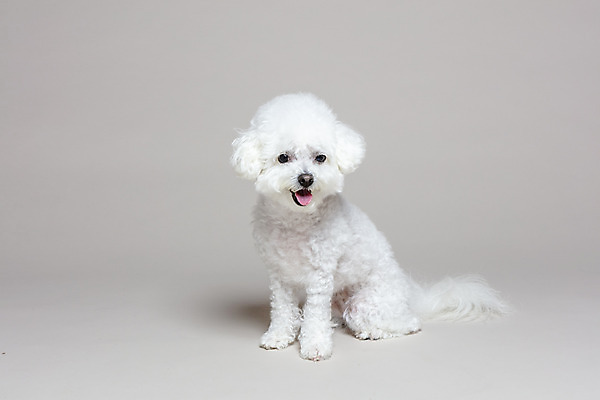 포토 JPG 스튜디오촬영 한마리 회색배경 실내 앉기 사람없음 반려동물 강아지 반려 비숑프리제 국내포토 동물 1 백그라운드 모션 내부 회색 개 파일형식