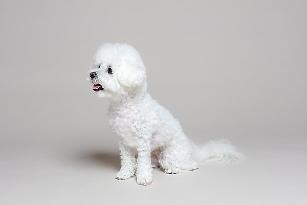 포토 JPG 스튜디오촬영 한마리 회색배경 실내 앉기 사람없음 반려동물 강아지 반려 비숑프리제 국내포토 동물 1 백그라운드 모션 내부 회색 개 파일형식