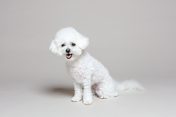 포토 JPG 스튜디오촬영 한마리 회색배경 실내 앉기 사람없음 반려동물 강아지 반려 비숑프리제 국내포토 동물 1 백그라운드 모션 내부 회색 개 파일형식