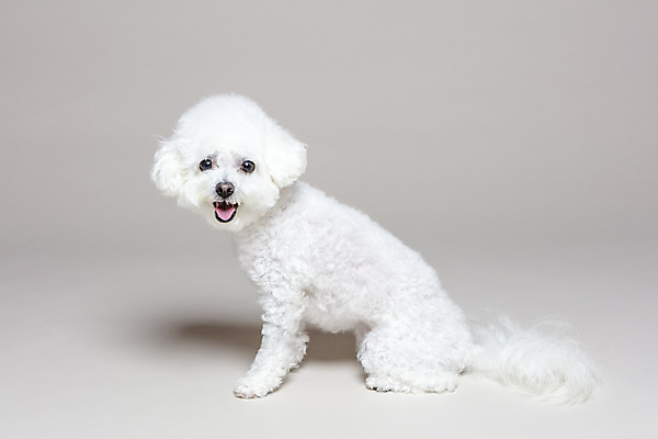 포토 JPG 스튜디오촬영 한마리 회색배경 실내 앉기 사람없음 반려동물 강아지 반려 비숑프리제 국내포토 동물 1 백그라운드 모션 내부 회색 개 파일형식