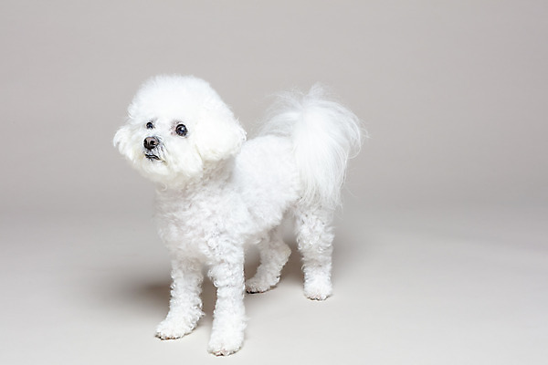 포토 JPG 스튜디오촬영 한마리 회색배경 실내 사람없음 반려동물 강아지 반려 비숑프리제 국내포토 동물 1 백그라운드 내부 회색 개 파일형식