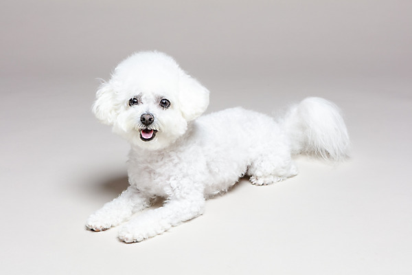 포토 JPG 스튜디오촬영 한마리 엎드리기 회색배경 실내 사람없음 반려동물 강아지 반려 비숑프리제 국내포토 동물 1 백그라운드 모션 내부 회색 개 파일형식