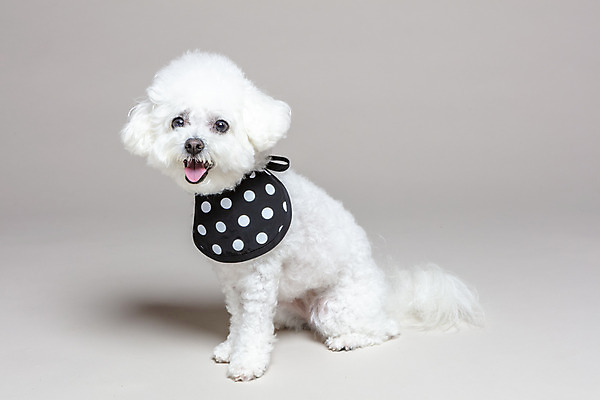 포토 JPG 스튜디오촬영 한마리 회색배경 실내 앉기 사람없음 반려동물 목도리 강아지 반려 비숑프리제 국내포토 동물 1 잡화 백그라운드 모션 내부 회색 개 파일형식