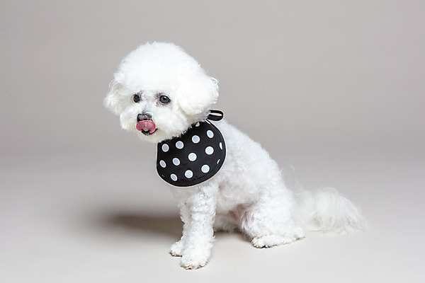 포토 JPG 스튜디오촬영 한마리 회색배경 실내 앉기 사람없음 반려동물 목도리 강아지 반려 비숑프리제 국내포토 동물 1 잡화 백그라운드 모션 내부 회색 개 파일형식