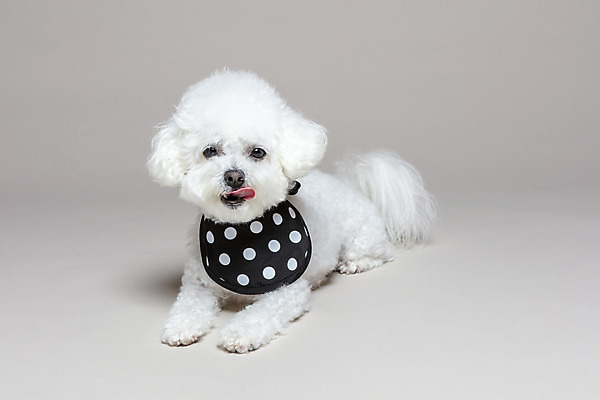 포토 JPG 스튜디오촬영 한마리 엎드리기 회색배경 실내 사람없음 반려동물 목도리 강아지 반려 비숑프리제 국내포토 동물 1 잡화 백그라운드 모션 내부 회색 개 파일형식