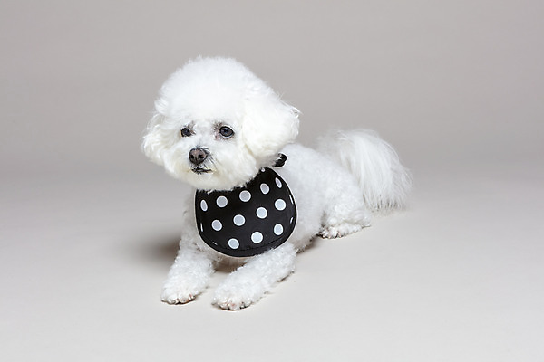 포토 JPG 스튜디오촬영 한마리 엎드리기 회색배경 실내 사람없음 반려동물 목도리 강아지 반려 비숑프리제 국내포토 동물 1 잡화 백그라운드 모션 내부 회색 개 파일형식