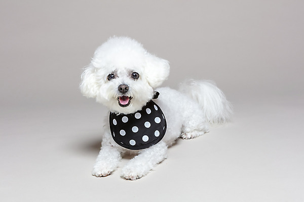 포토 JPG 스튜디오촬영 한마리 엎드리기 회색배경 실내 사람없음 반려동물 목도리 강아지 반려 비숑프리제 국내포토 동물 1 잡화 백그라운드 모션 내부 회색 개 파일형식