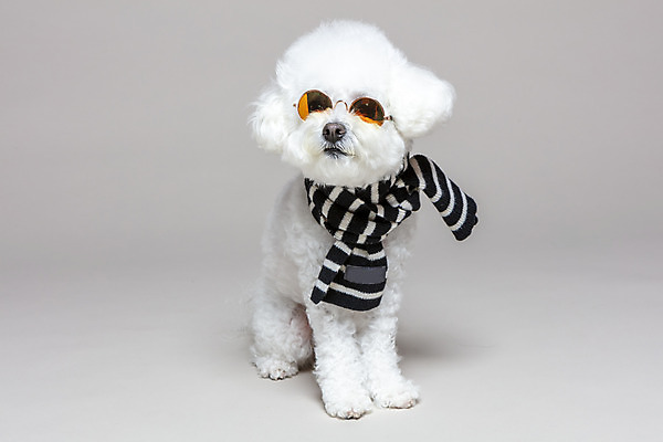 포토 JPG 스튜디오촬영 한마리 회색배경 실내 앉기 사람없음 반려동물 선글라스 목도리 강아지 반려 비숑프리제 국내포토 동물 1 잡화 안경 백그라운드 모션 내부 회색 개 파일형식