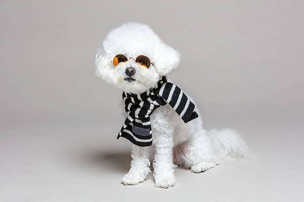 포토 JPG 스튜디오촬영 한마리 회색배경 실내 사람없음 반려동물 선글라스 목도리 강아지 반려 비숑프리제 국내포토 동물 1 잡화 안경 백그라운드 내부 회색 개 파일형식