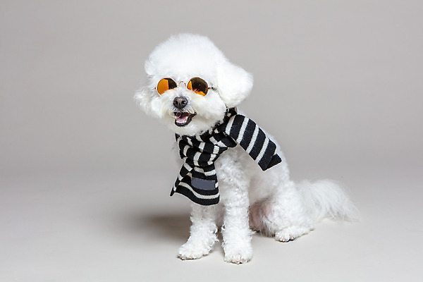 포토 JPG 스튜디오촬영 한마리 회색배경 실내 앉기 사람없음 반려동물 선글라스 목도리 강아지 반려 비숑프리제 국내포토 동물 1 잡화 안경 백그라운드 모션 내부 회색 개 파일형식