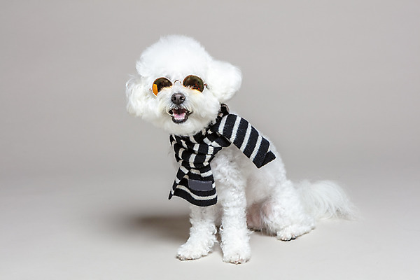 포토 JPG 스튜디오촬영 한마리 회색배경 실내 앉기 사람없음 반려동물 선글라스 목도리 강아지 반려 비숑프리제 국내포토 동물 1 잡화 안경 백그라운드 모션 내부 회색 개 파일형식