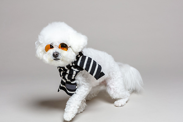 포토 JPG 스튜디오촬영 한마리 회색배경 실내 사람없음 반려동물 선글라스 목도리 강아지 반려 비숑프리제 국내포토 동물 1 잡화 안경 백그라운드 내부 회색 개 파일형식