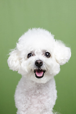 포토 JPG 스튜디오촬영 한마리 실내 근접촬영 사람없음 앞모습 반려동물 강아지 반려 비숑프리제 초록배경 국내포토 동물 1 뷰포인트 백그라운드 내부 초록색 개 파일형식