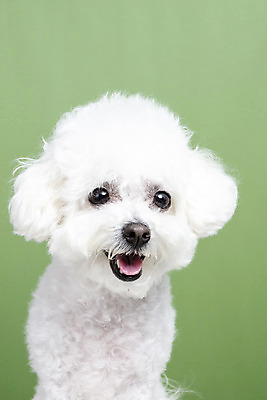 포토 JPG 스튜디오촬영 한마리 실내 근접촬영 사람없음 앞모습 반려동물 강아지 반려 비숑프리제 초록배경 국내포토 동물 1 뷰포인트 백그라운드 내부 초록색 개 파일형식