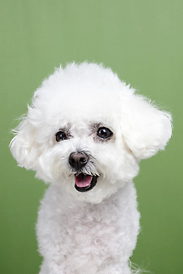 포토 JPG 스튜디오촬영 한마리 실내 근접촬영 사람없음 앞모습 반려동물 강아지 반려 비숑프리제 초록배경 국내포토 동물 1 뷰포인트 백그라운드 내부 초록색 개 파일형식