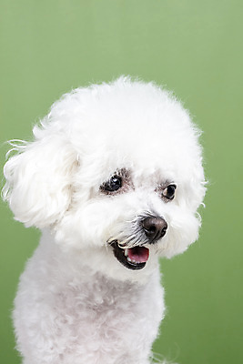 포토 JPG 스튜디오촬영 한마리 실내 근접촬영 사람없음 앞모습 반려동물 강아지 반려 비숑프리제 초록배경 국내포토 동물 1 뷰포인트 백그라운드 내부 초록색 개 파일형식