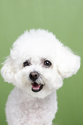 포토 JPG 스튜디오촬영 한마리 실내 근접촬영 사람없음 앞모습 반려동물 강아지 반려 비숑프리제 초록배경 국내포토 동물 1 뷰포인트 백그라운드 내부 초록색 개 파일형식