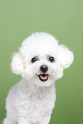 포토 JPG 스튜디오촬영 한마리 실내 근접촬영 사람없음 앞모습 반려동물 강아지 반려 비숑프리제 초록배경 국내포토 동물 1 뷰포인트 백그라운드 내부 초록색 개 파일형식