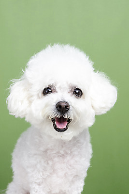 포토 JPG 스튜디오촬영 한마리 실내 근접촬영 사람없음 앞모습 반려동물 강아지 반려 비숑프리제 초록배경 국내포토 동물 1 뷰포인트 백그라운드 내부 초록색 개 파일형식