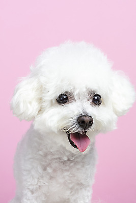 포토 JPG 스튜디오촬영 한마리 실내 근접촬영 사람없음 앞모습 반려동물 강아지 반려 비숑프리제 분홍색배경 국내포토 동물 1 뷰포인트 분홍색 백그라운드 내부 개 파일형식