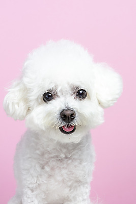 포토 JPG 스튜디오촬영 한마리 실내 근접촬영 사람없음 앞모습 반려동물 강아지 반려 비숑프리제 분홍색배경 국내포토 동물 1 뷰포인트 분홍색 백그라운드 내부 개 파일형식