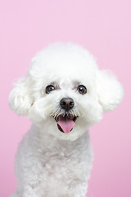 포토 JPG 스튜디오촬영 한마리 실내 근접촬영 사람없음 앞모습 반려동물 강아지 반려 비숑프리제 분홍색배경 국내포토 동물 1 뷰포인트 분홍색 백그라운드 내부 개 파일형식