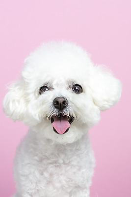 포토 JPG 스튜디오촬영 한마리 실내 근접촬영 사람없음 앞모습 반려동물 강아지 반려 비숑프리제 분홍색배경 국내포토 동물 1 뷰포인트 분홍색 백그라운드 내부 개 파일형식