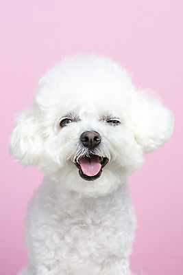 포토 JPG 스튜디오촬영 한마리 실내 근접촬영 사람없음 앞모습 반려동물 강아지 반려 비숑프리제 분홍색배경 국내포토 동물 1 뷰포인트 분홍색 백그라운드 내부 개 파일형식